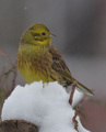 Gulspurv (Emberiza citrinella)