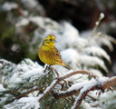 Gulspurv (Emberiza citrinella)