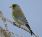 Grønnfink (Carduelis chloris)