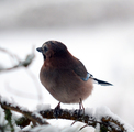 Nøtteskrike (Garrulus glandarius)