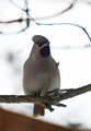 Sidensvans (Bombycilla garrulus)