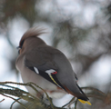 Sidensvans (Bombycilla garrulus)