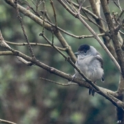 Blackcap (Sylvia atricapilla)
