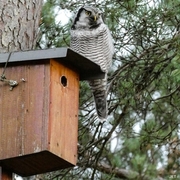 Northern Hawk Owl (Surnia ulula)