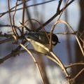 Kjøttmeis (Parus major)