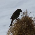 Gråspurv (Passer domesticus)