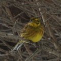 Gulspurv (Emberiza citrinella)