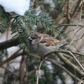 Gråspurv (Passer domesticus)