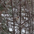 Pilfink (Passer montanus)