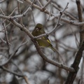 Grønnfink (Carduelis chloris)