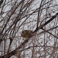 Gulspurv (Emberiza citrinella)