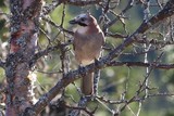 Nøtteskrike (Garrulus glandarius)