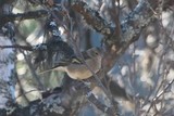 Bokfink (Fringilla coelebs)