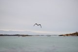 Svartbak (Larus marinus)