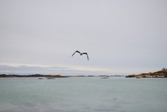 Great Black-backed Gull (Larus marinus)