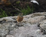 Hortulan (Emberiza hortulana)