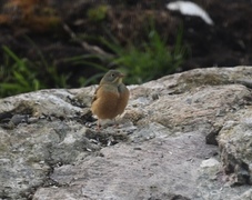 Ortolan Bunting (Emberiza hortulana)