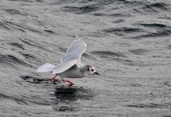 Little Gull (Hydrocoloeus minutus)