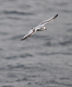 Little Gull (Hydrocoloeus minutus)