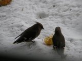 Sidensvans (Bombycilla garrulus)