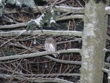 Spurveugle (Glaucidium passerinum)