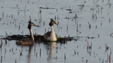 Toppdykker (Podiceps cristatus)