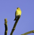 Grønnsisik (Carduelis spinus)