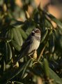 Gråspurv (Passer domesticus)