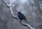 Svarttrost (Turdus merula)