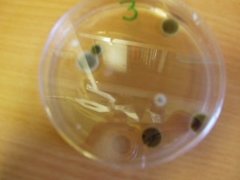 Cladosporium