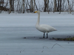 Whooper Swan (Cygnus cygnus)