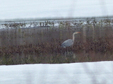 Gråhegre (Ardea cinerea)