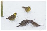 Gulspurv (Emberiza citrinella)