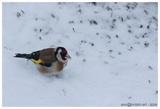 Stillits (Carduelis carduelis)