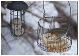 Rødstrupe (Erithacus rubecula)