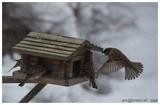 Pilfink (Passer montanus)