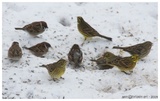 Gulspurv (Emberiza citrinella)