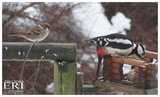 Pilfink (Passer montanus)