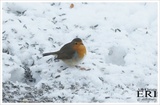 Rødstrupe (Erithacus rubecula)