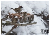 Pilfink (Passer montanus)