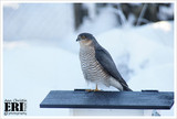 Spurvehauk (Accipiter nisus)