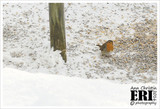 Rødstrupe (Erithacus rubecula)