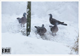 Ringdue (Columba palumbus)