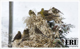 Gulspurv (Emberiza citrinella)