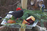 Svarttrost (Turdus merula)