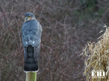 Spurvehauk (Accipiter nisus)