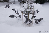 Ringdue (Columba palumbus)