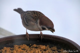 Pilfink (Passer montanus)