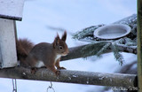 Ekorn (Sciurus vulgaris)