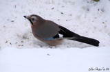 Nøtteskrike (Garrulus glandarius)